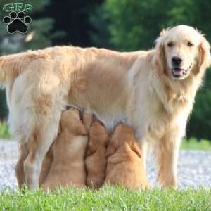 Kylie, Golden Retriever Puppy